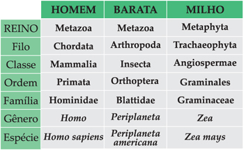 Resultado de imagem para categorias taxonomicas atuais